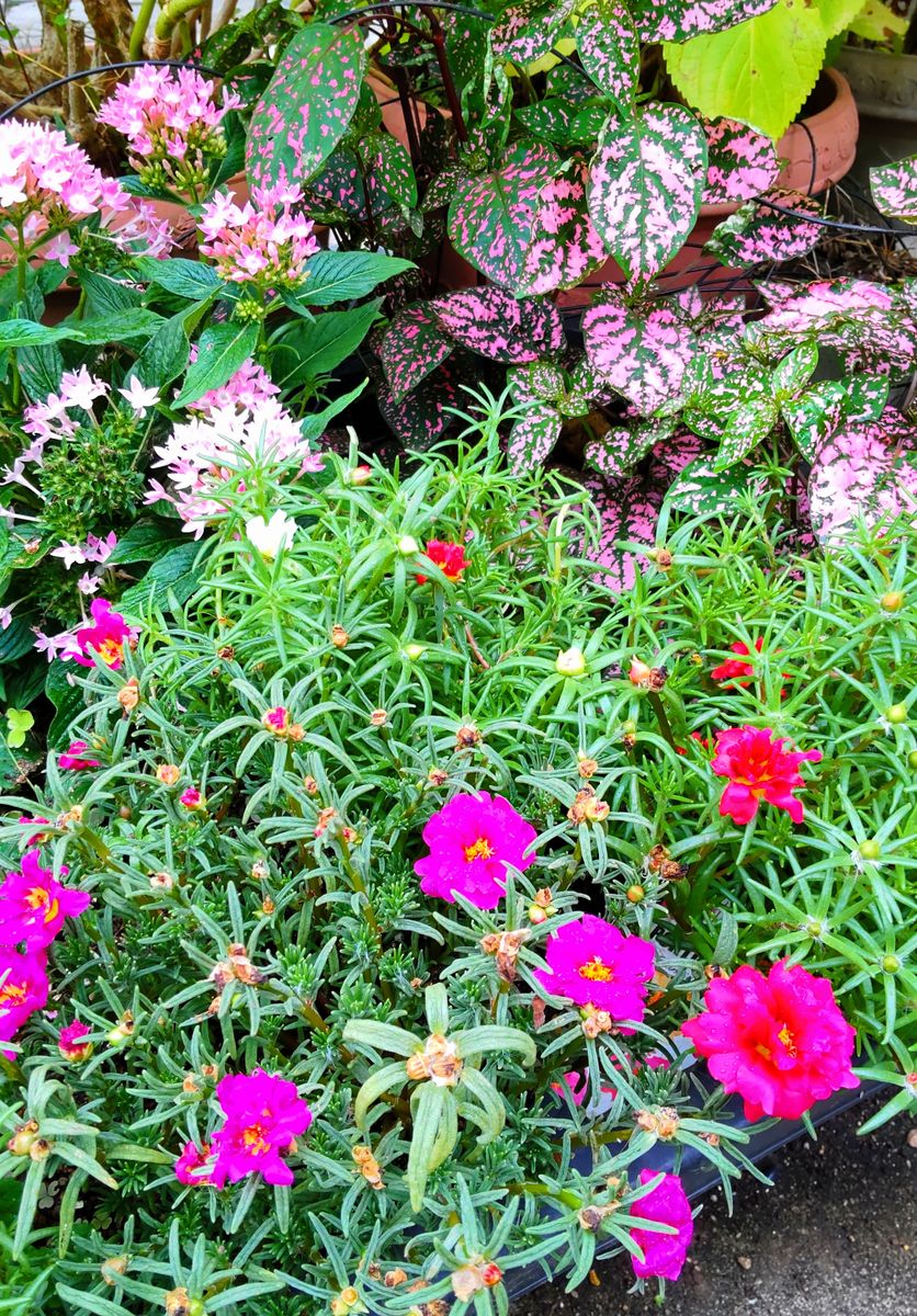 藤沢夏の花壇①