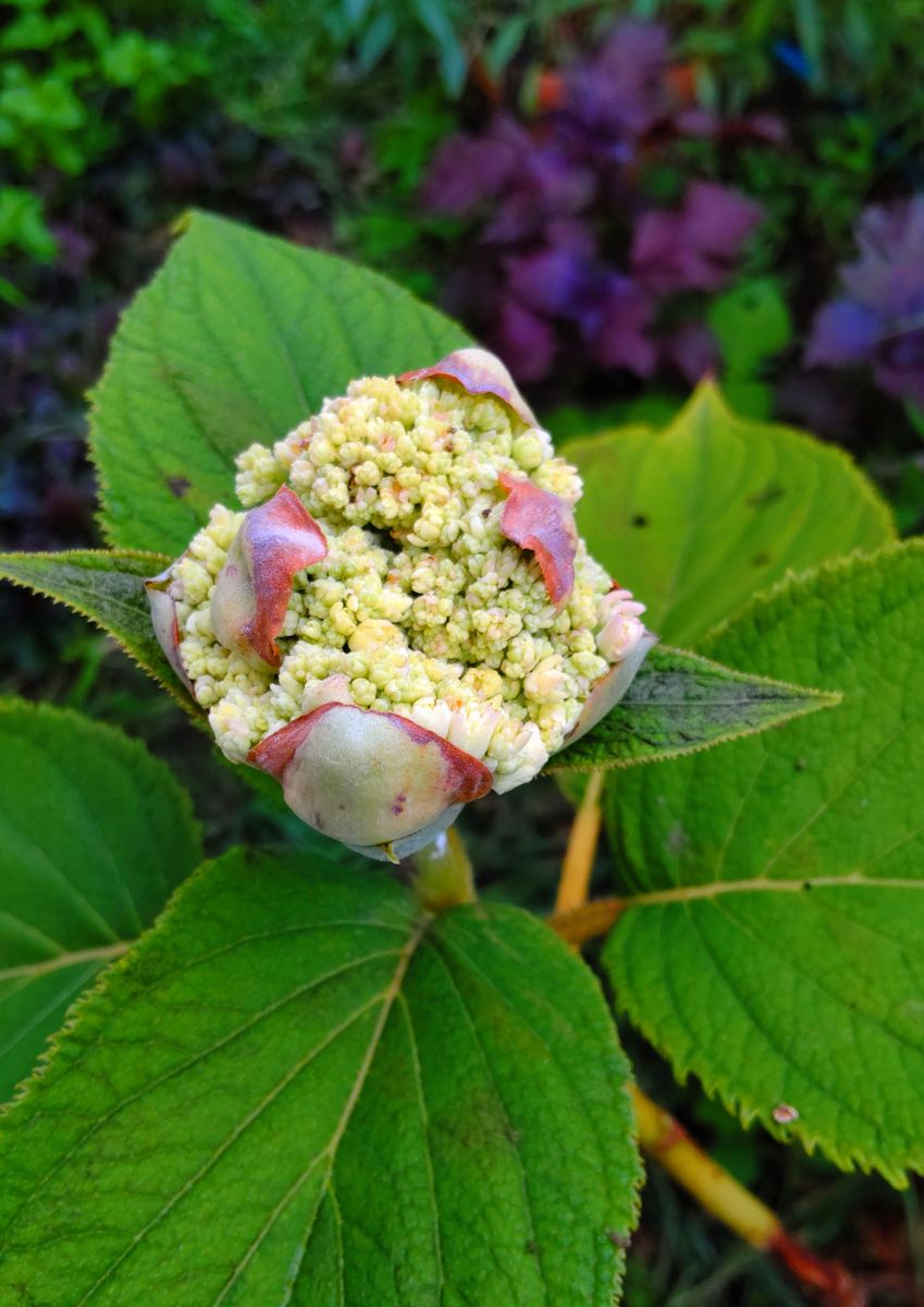 藤沢夏の花②