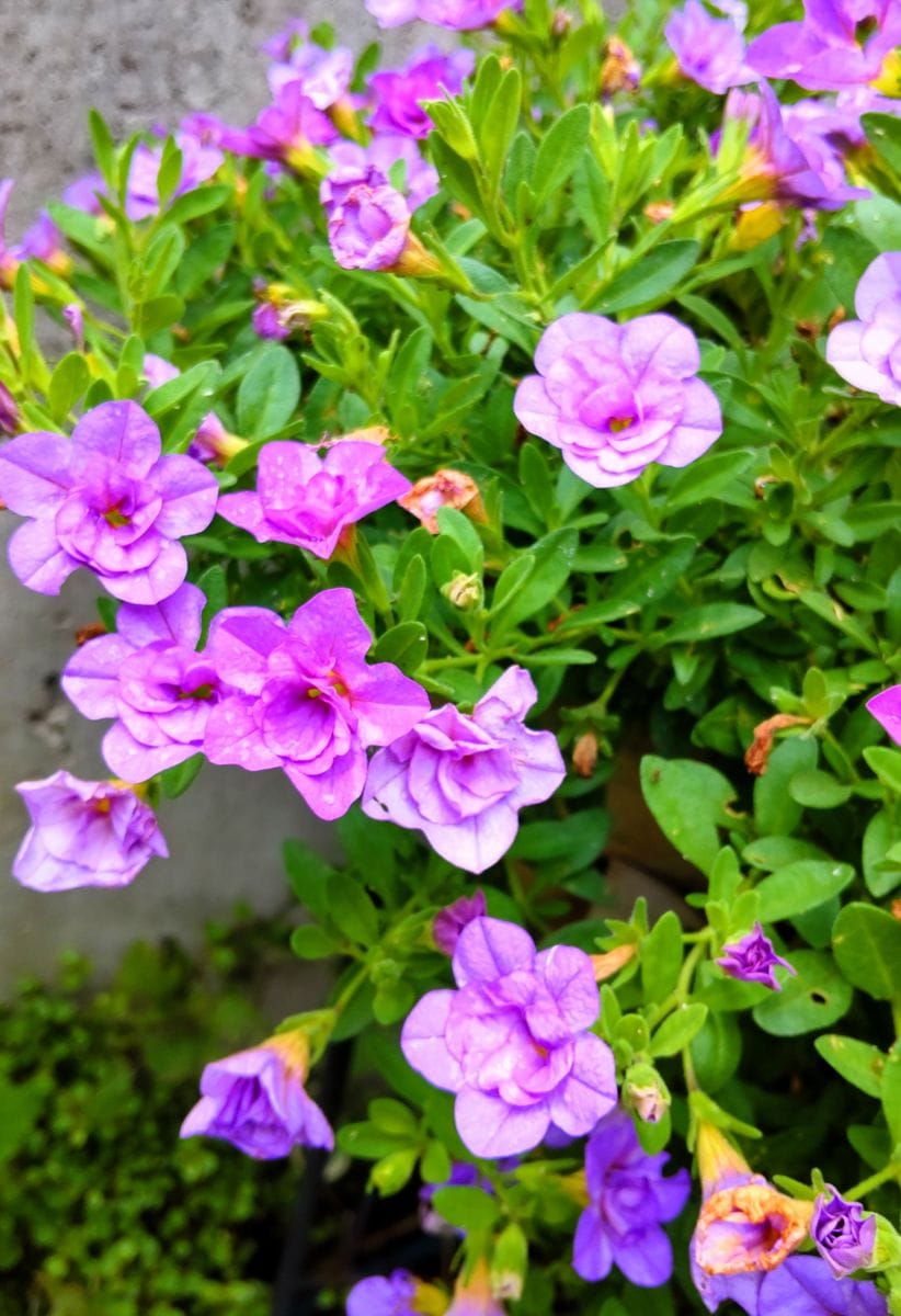 咲き続ける初夏の花カリブラコア