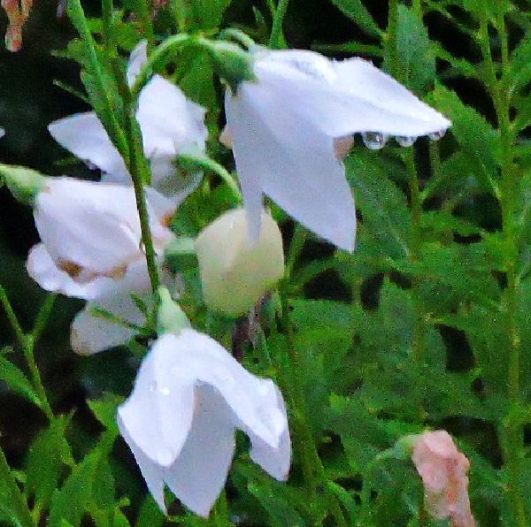 散歩道の花～雨に咲く