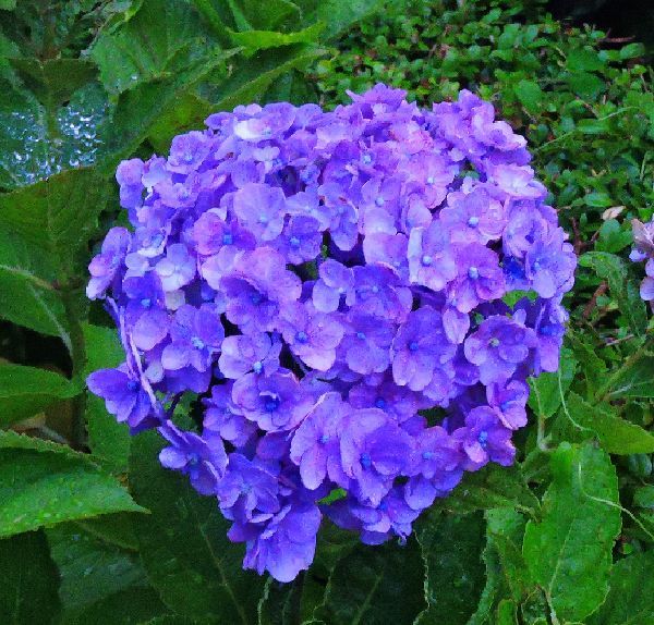 散歩道の花～雨に咲く