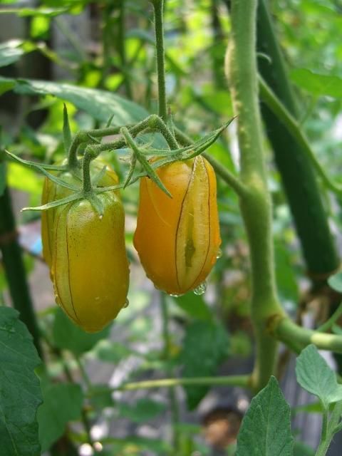 露地栽培の欠点～！