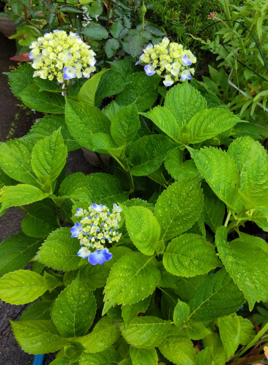 挿し木の紫陽花