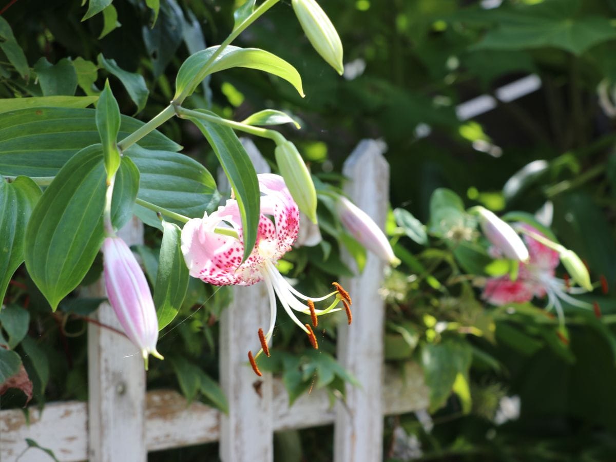 鹿の子百合も開花