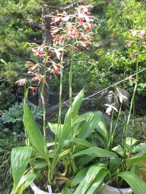 お花の名前教えてください