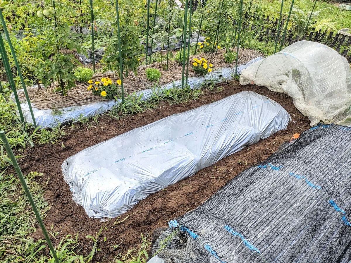 ニンジン第一弾🥕終了