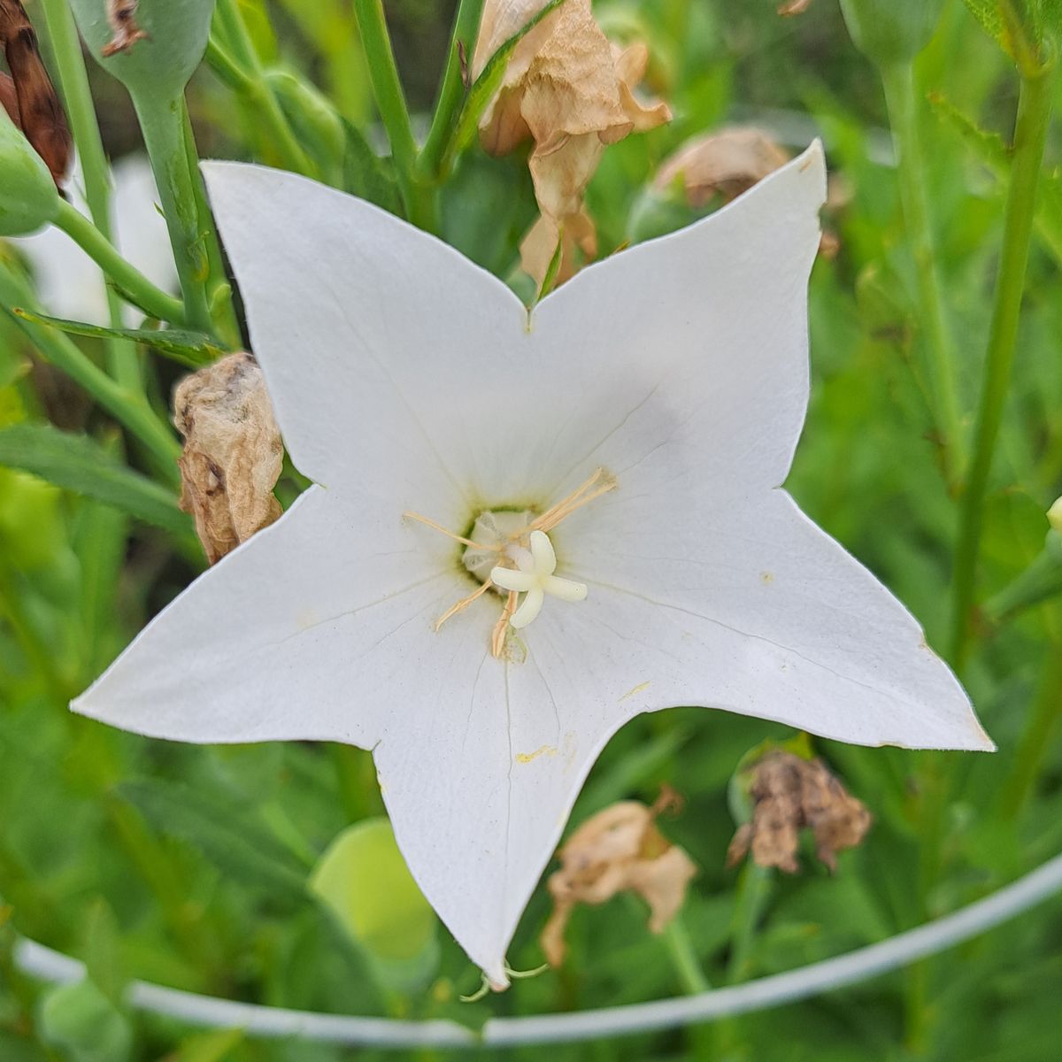 今日は虫日和（文章も写真も、虫）