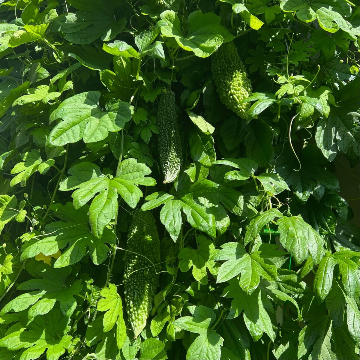 野菜作り始めました〜。😆