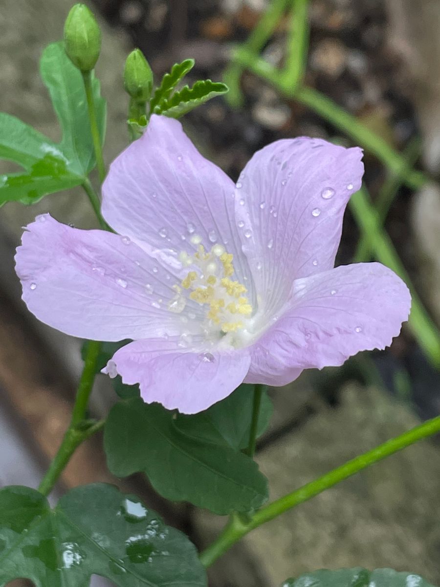 雨が上がりました✨✨