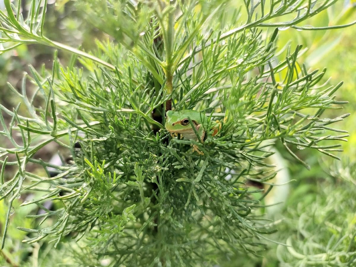 消毒作業と土ふるい🌱