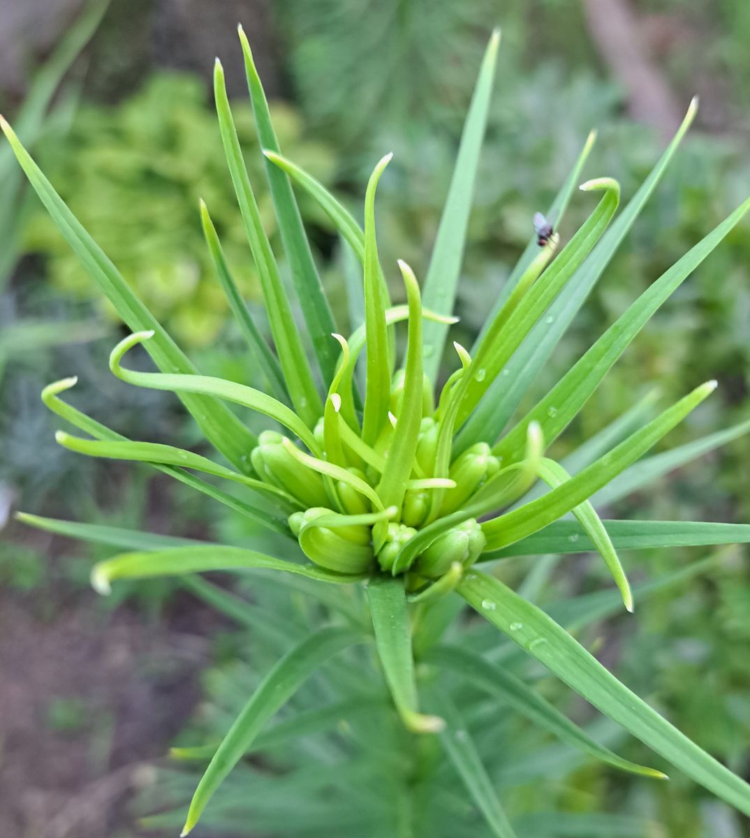 かりんとう？（虫の話と写真あり）