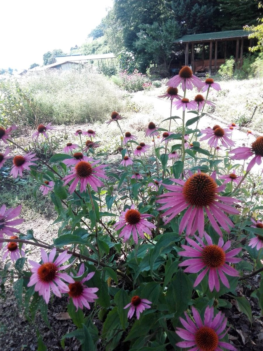 ポタジェと夏の花達