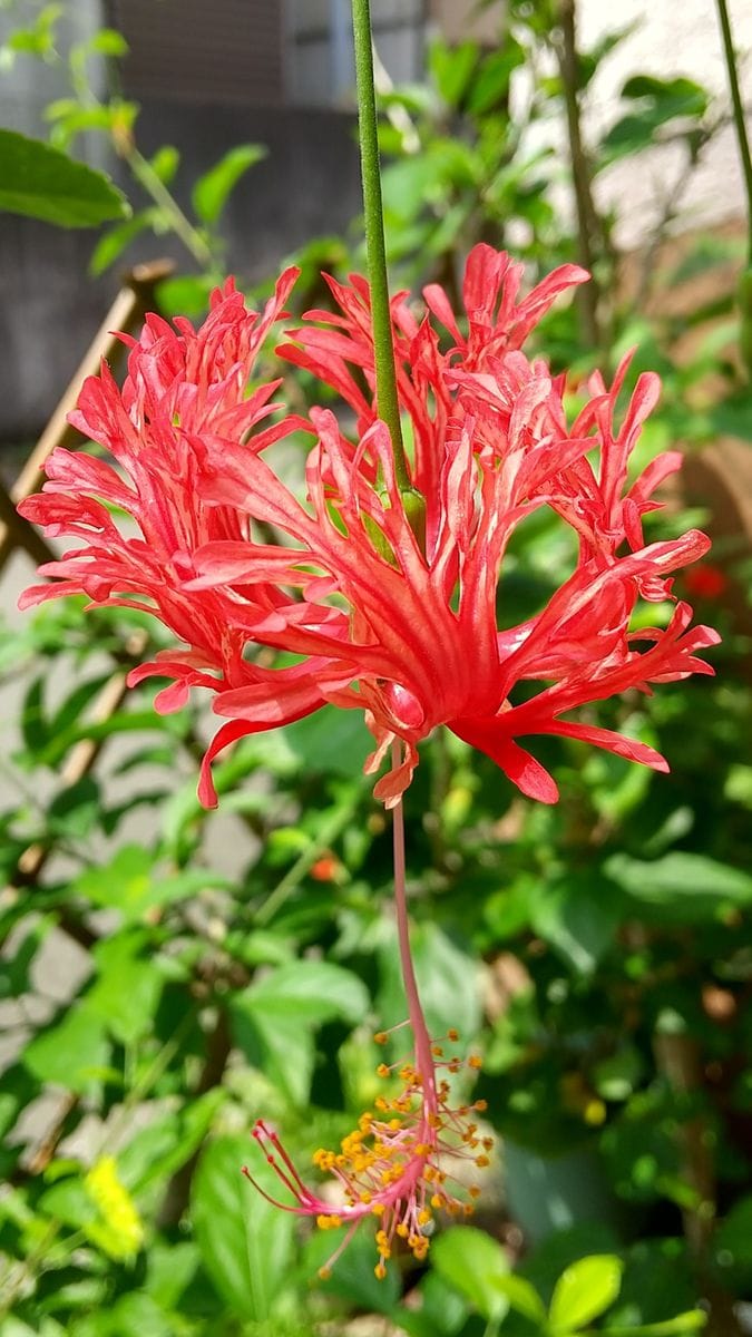 赤い花の開花❤️