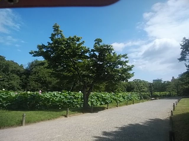 公園の蓮。