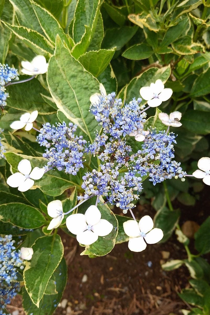 💓紫陽花の競演😆⤴️　NO.５