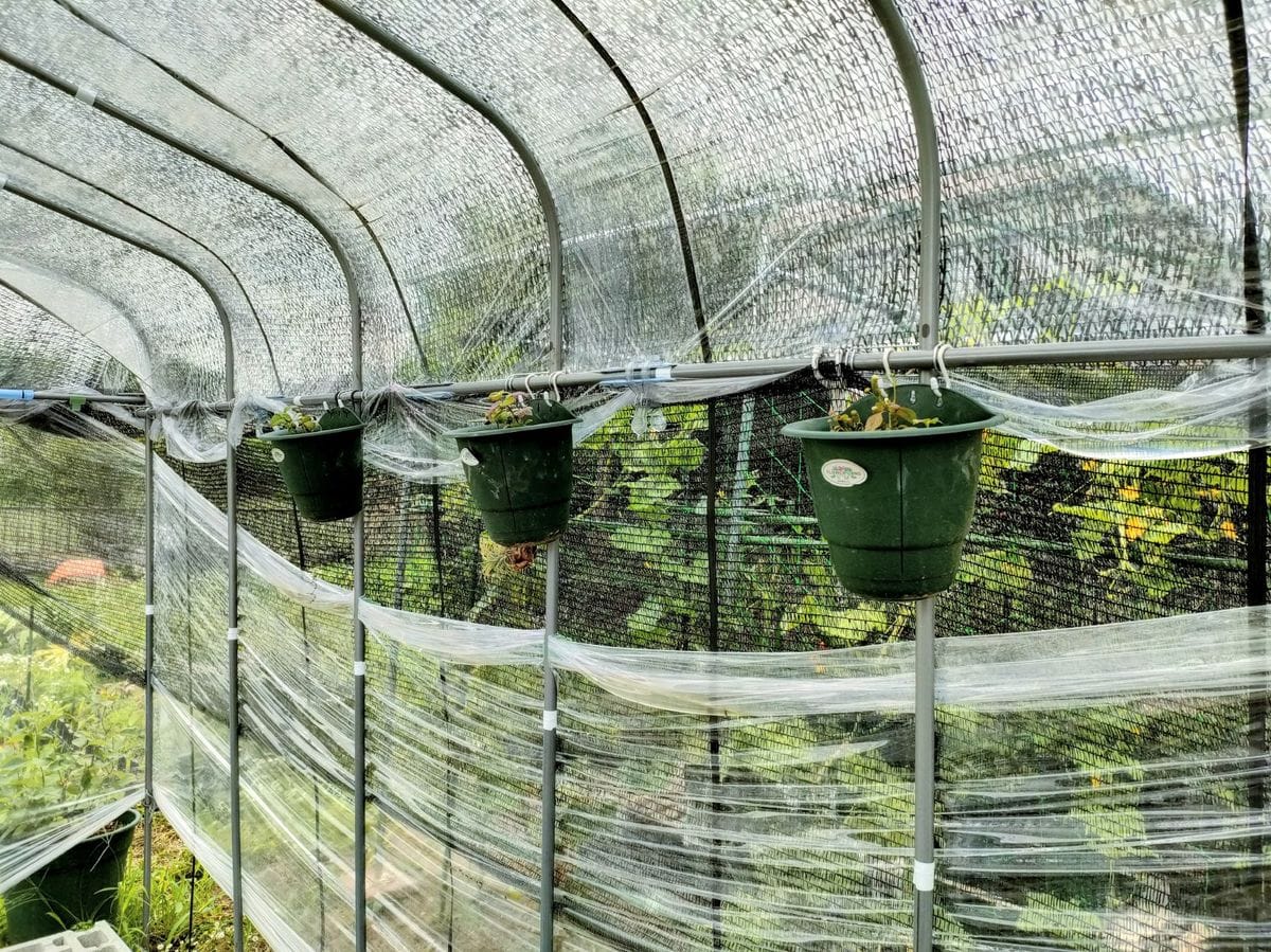 メキシカンスイートの植え替え🌱