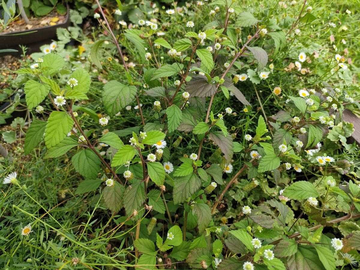 メキシカンスイートの植え替え🌱