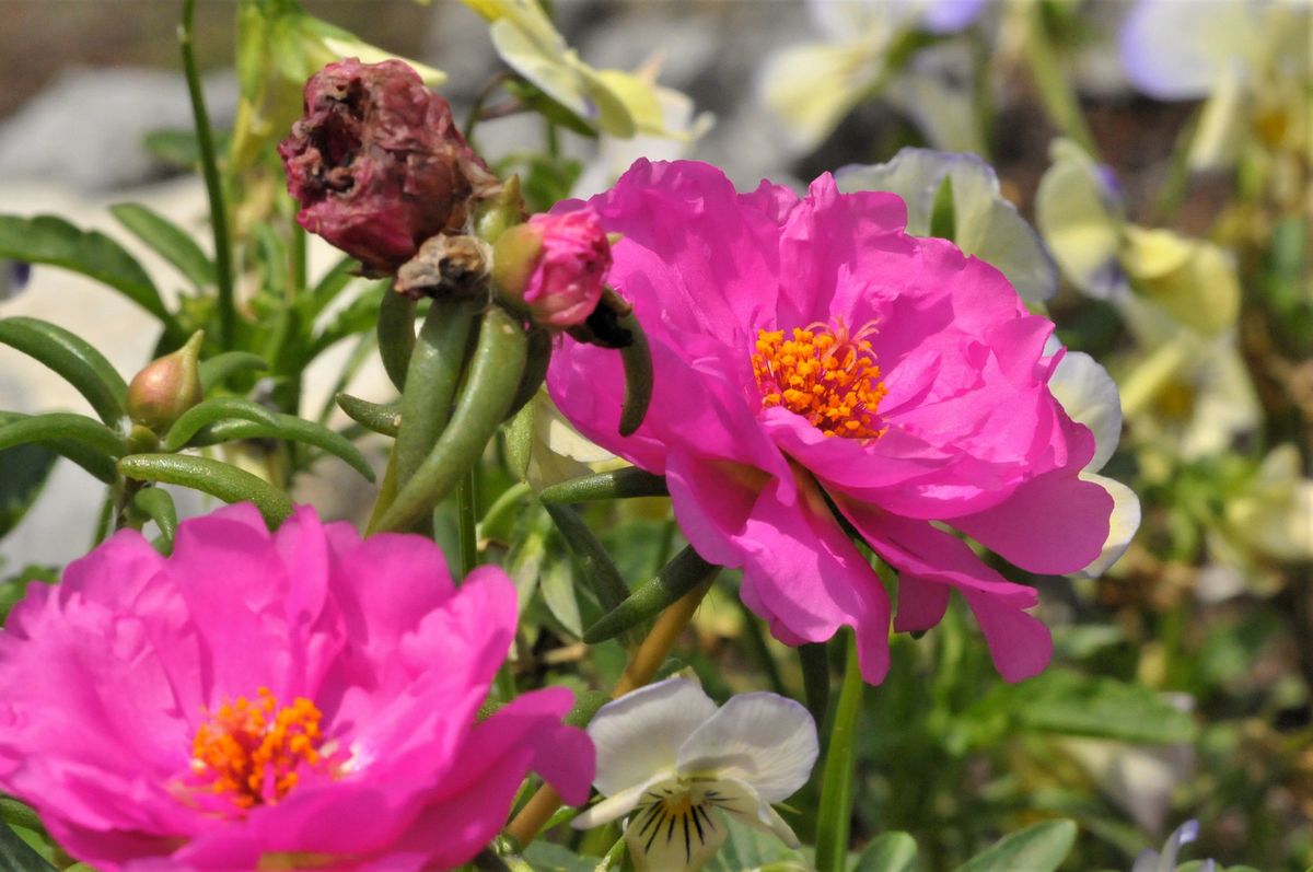 庭に咲く花 7月26日