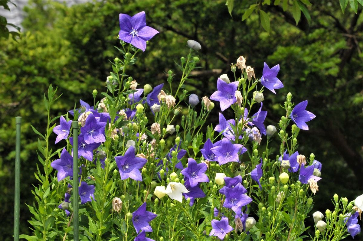 庭に咲く花 7月26日