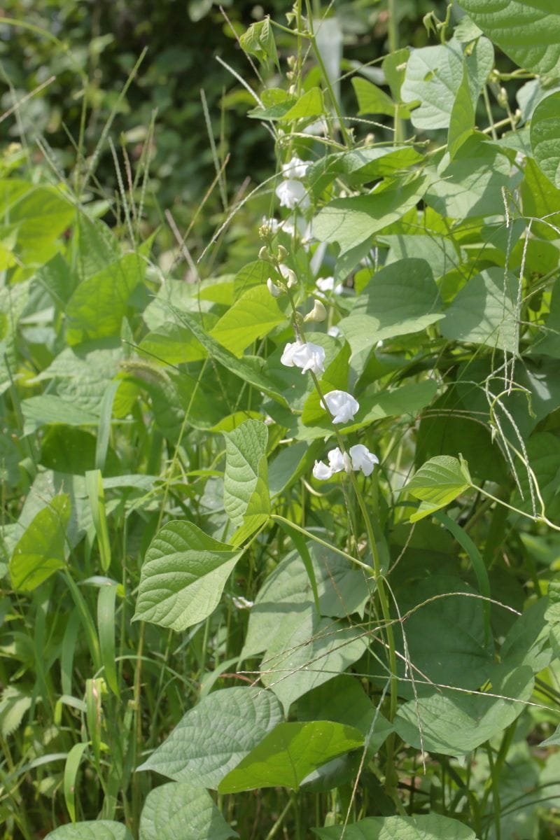 千石豆に花が咲いたよ