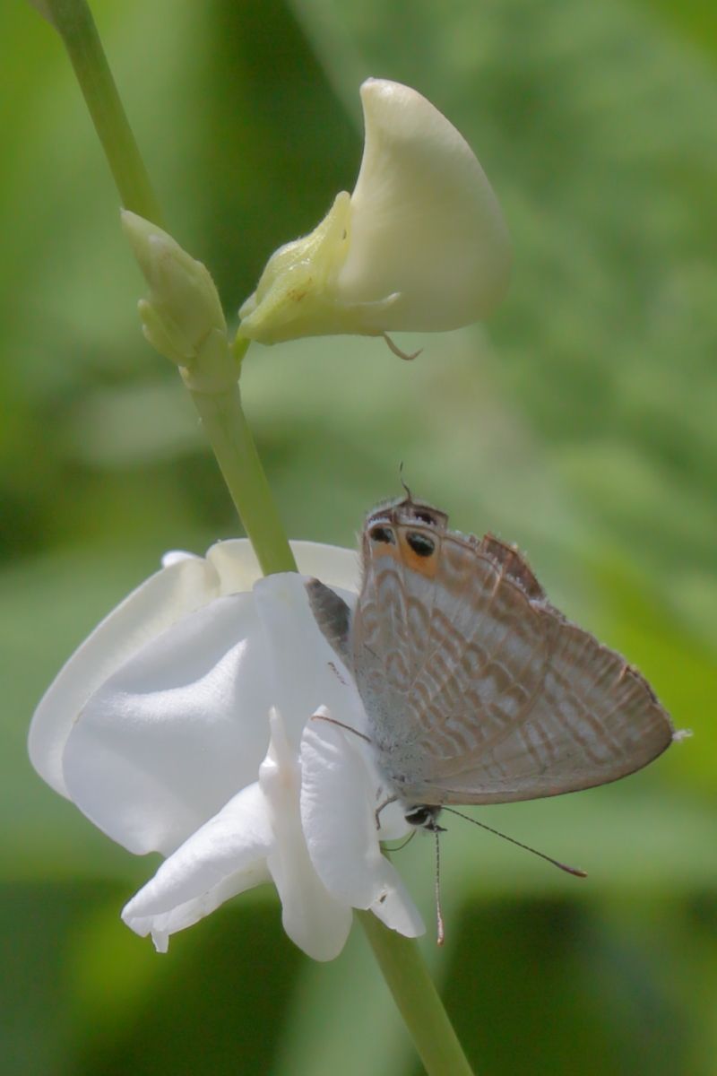 千石豆に花が咲いたよ