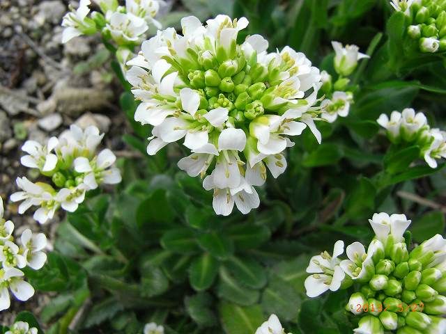 野草の花１７