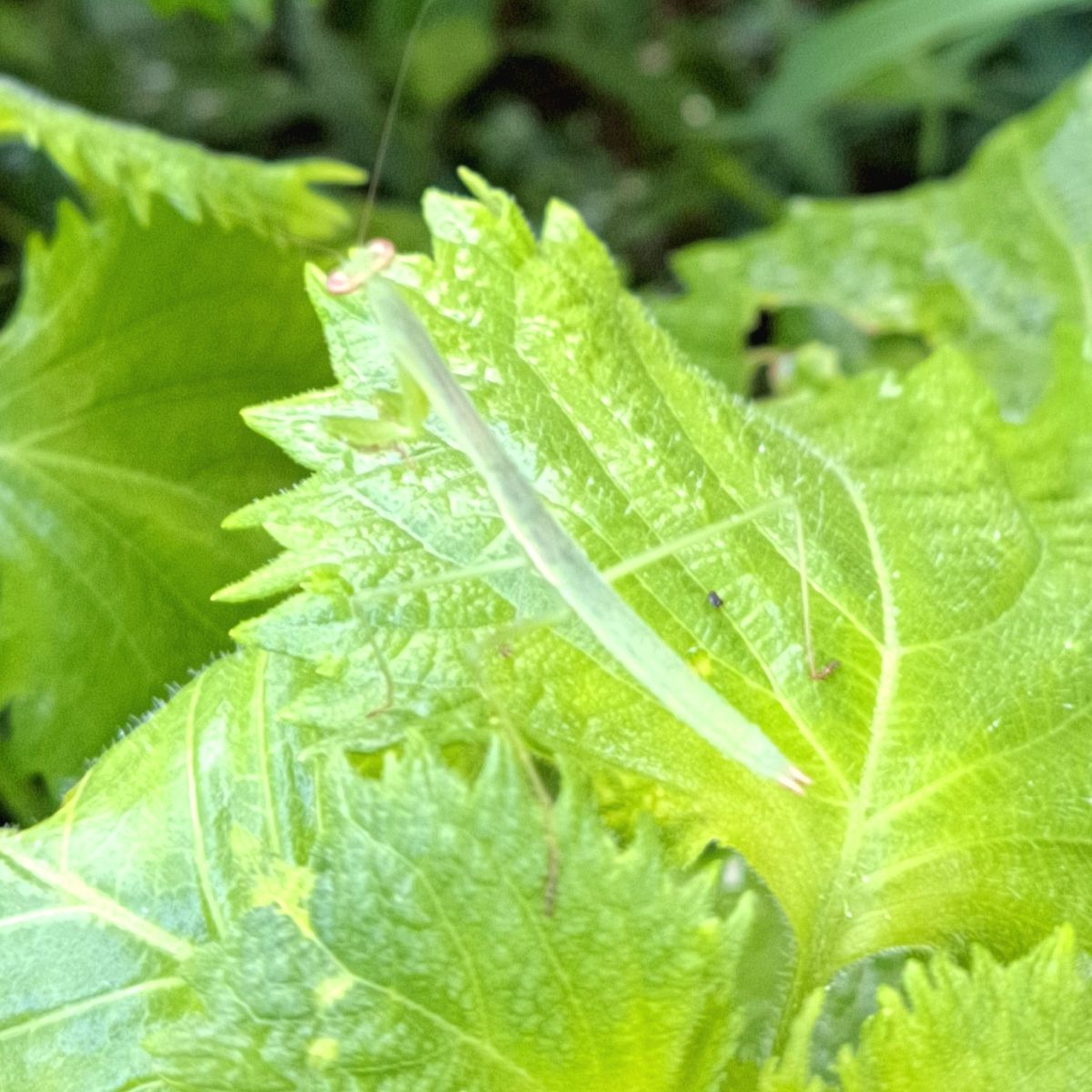 おうちがないの（文章も写真も、虫）