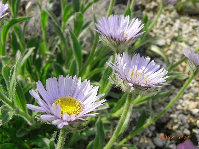 野草の花１９