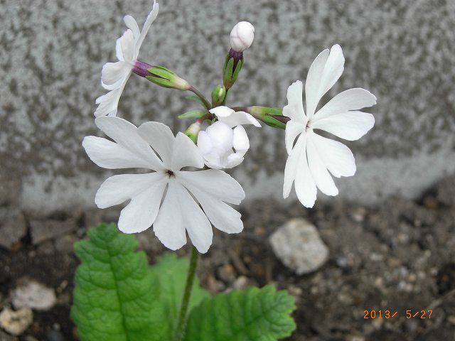 野草の花１９