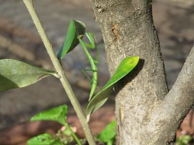 カマキリ君（注：写真あり）・・オリーブにもいた・・