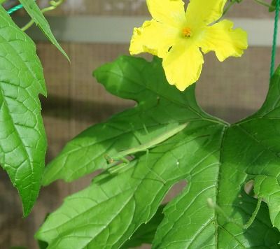 カマキリ君（注：写真あり）・・オリーブにもいた・・