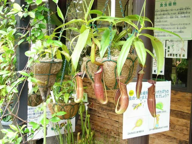 食虫植物展開催中