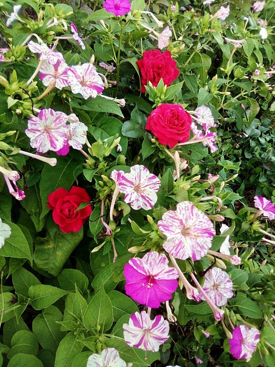 昨日の蕾開花