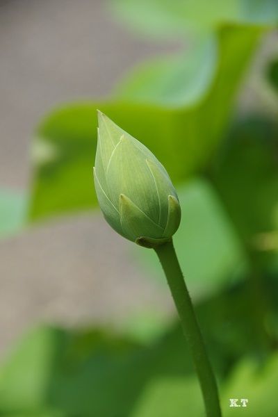 古代蓮☆同じ種から育てたのに