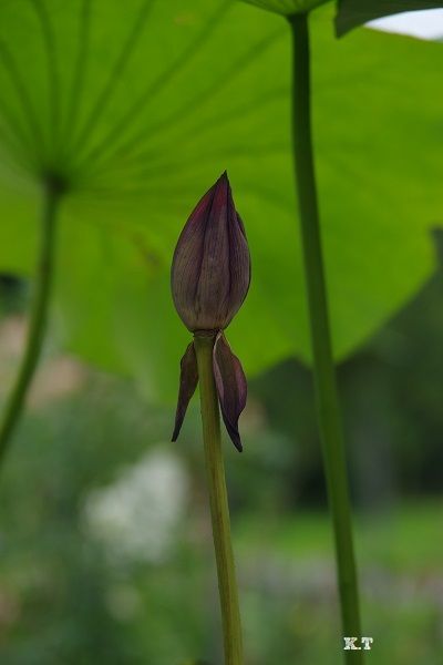 古代蓮☆同じ種から育てたのに