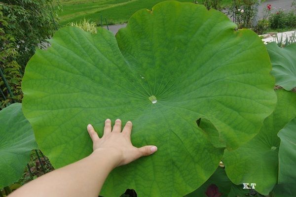 古代蓮☆同じ種から育てたのに