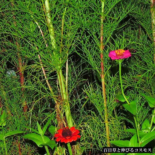 散歩道の花～パパイヤ爺さんの畑