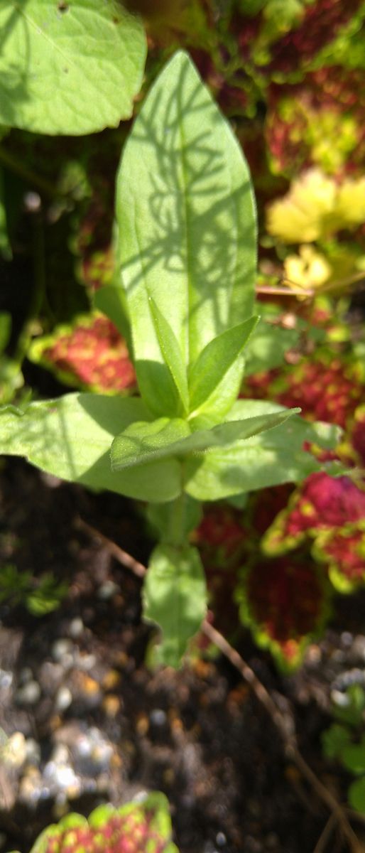 こぼれ種で生えた百日草　他