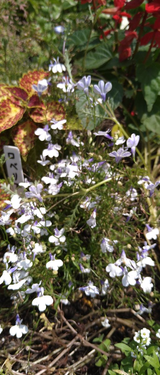 こぼれ種で生えた百日草　他