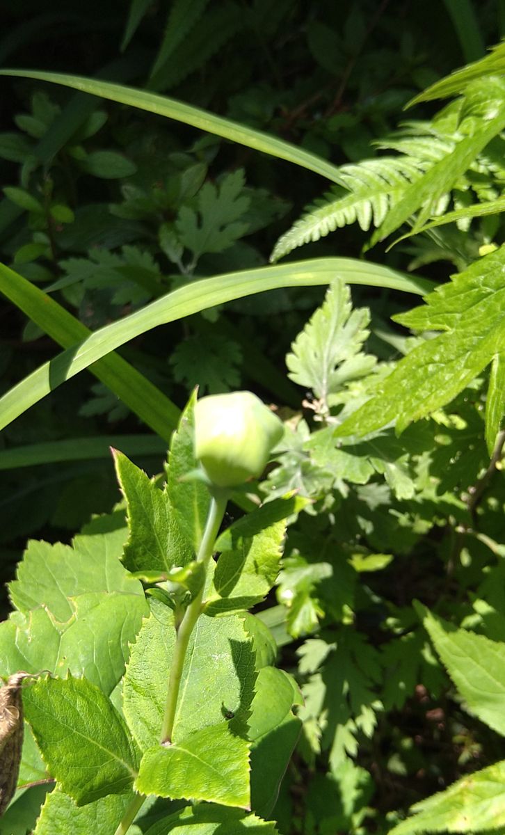 こぼれ種で生えた百日草　他