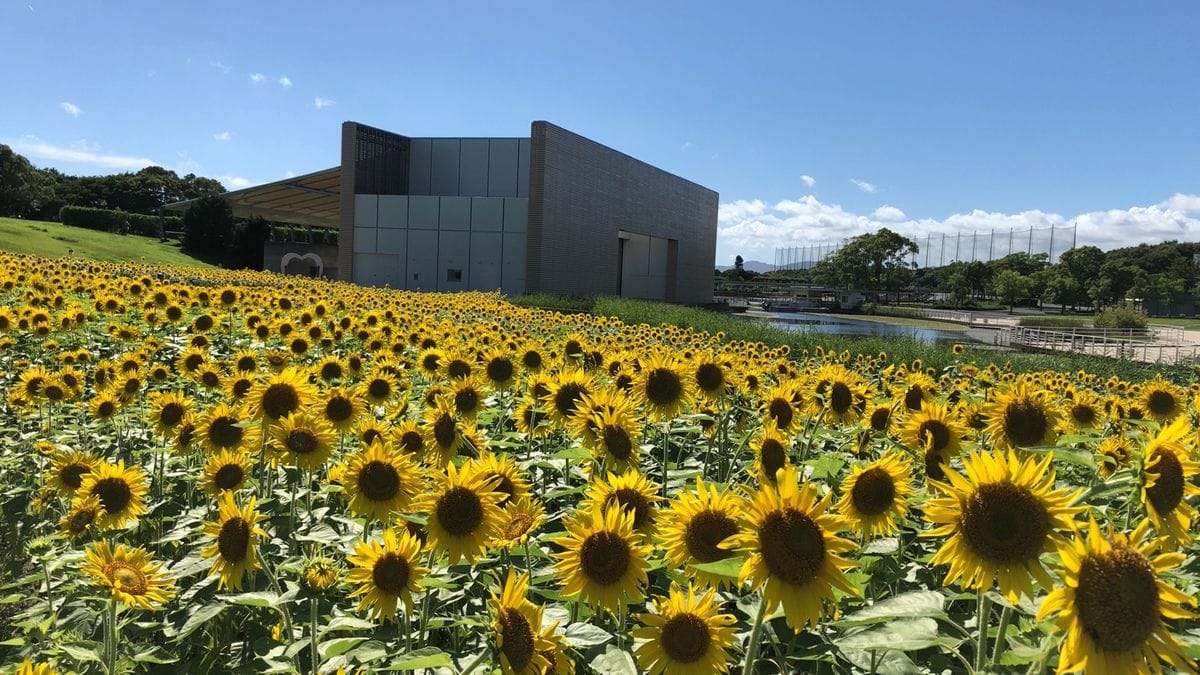 夏らしい花風景