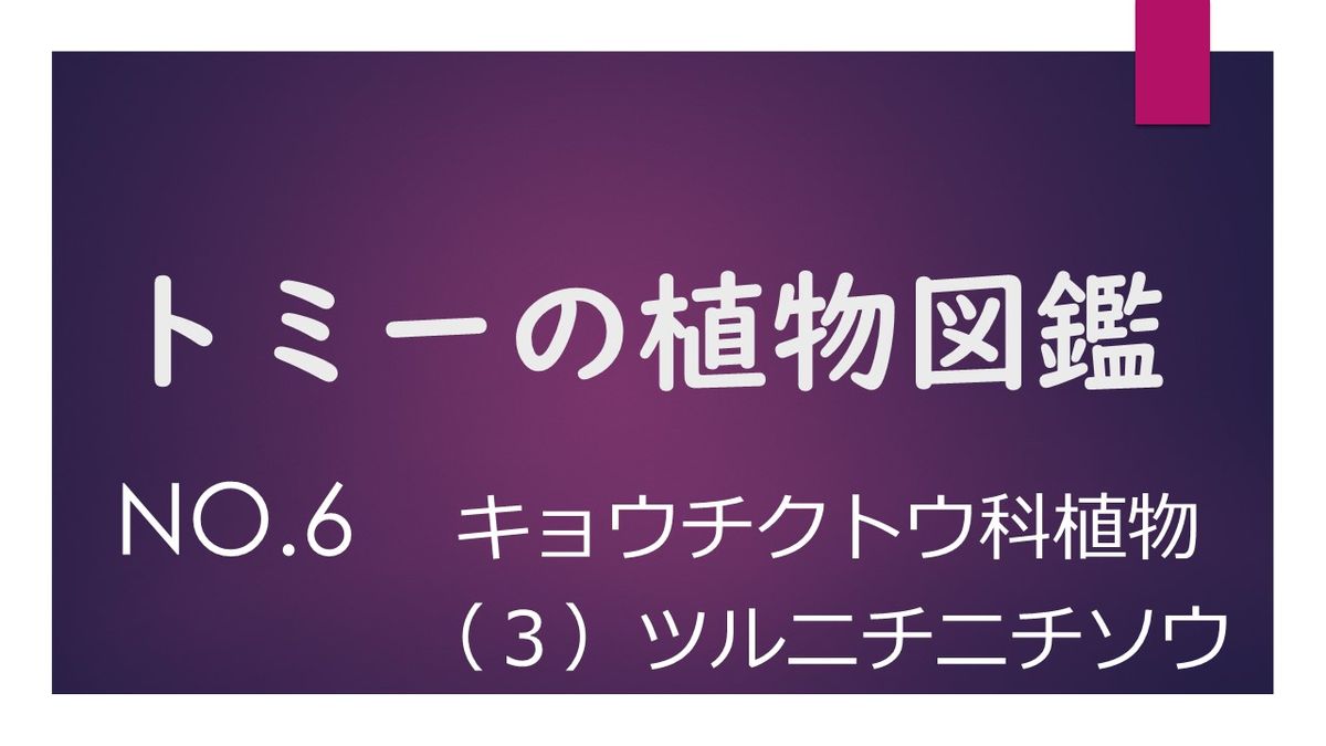 トミー植物図鑑　No.6【ツルニチニチソウ】#28