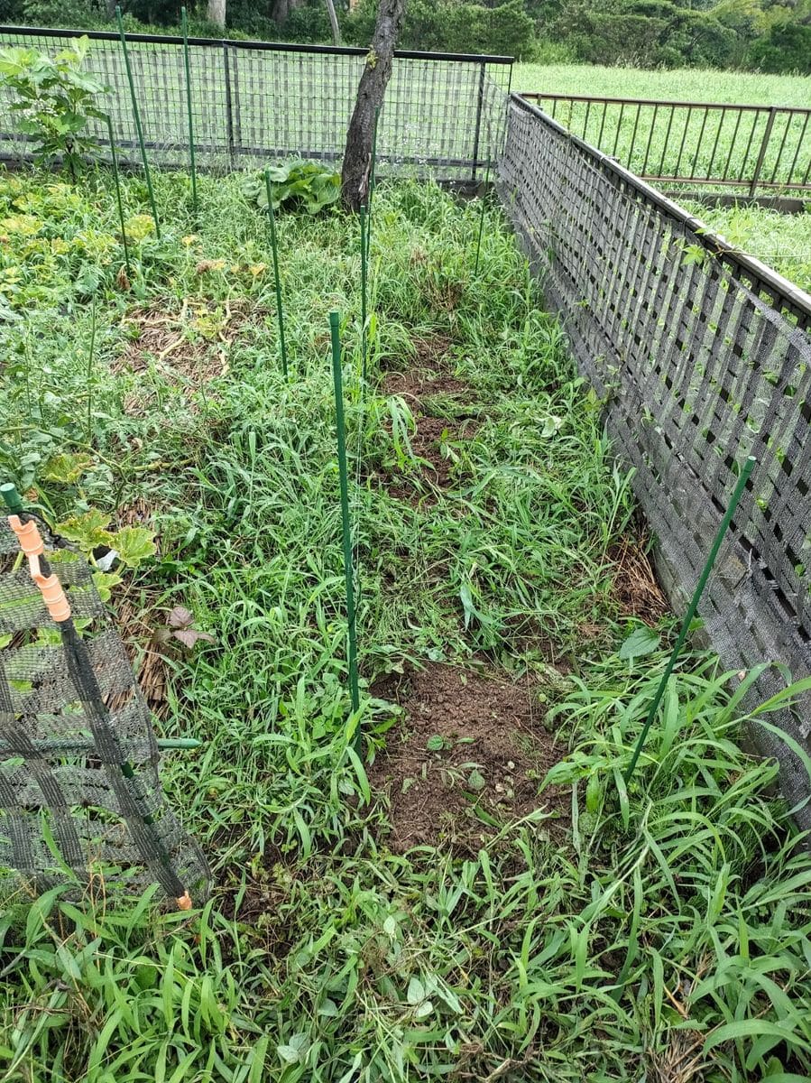 今日もコスモスの除去作業🌼