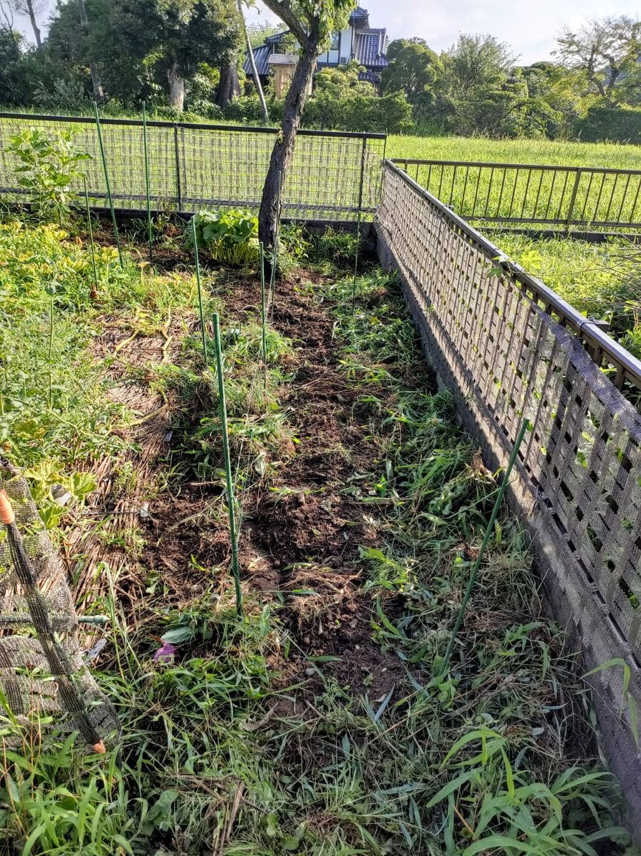 今日もコスモスの除去作業🌼