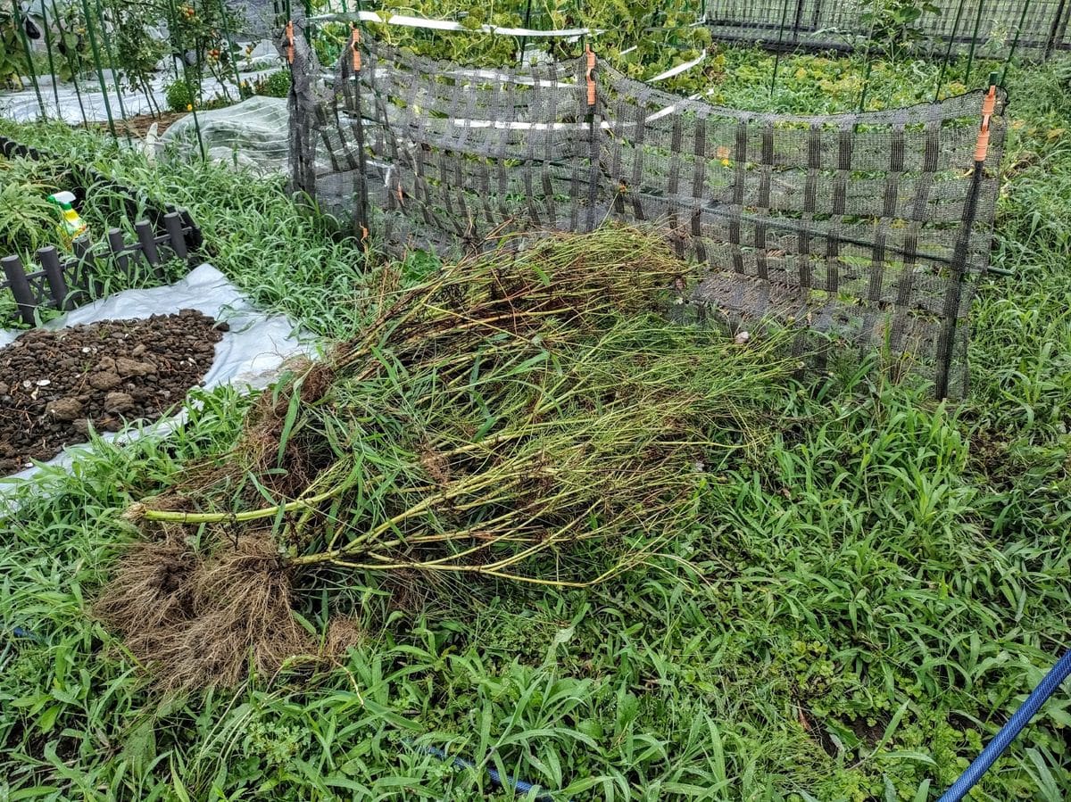 今日もコスモスの除去作業🌼