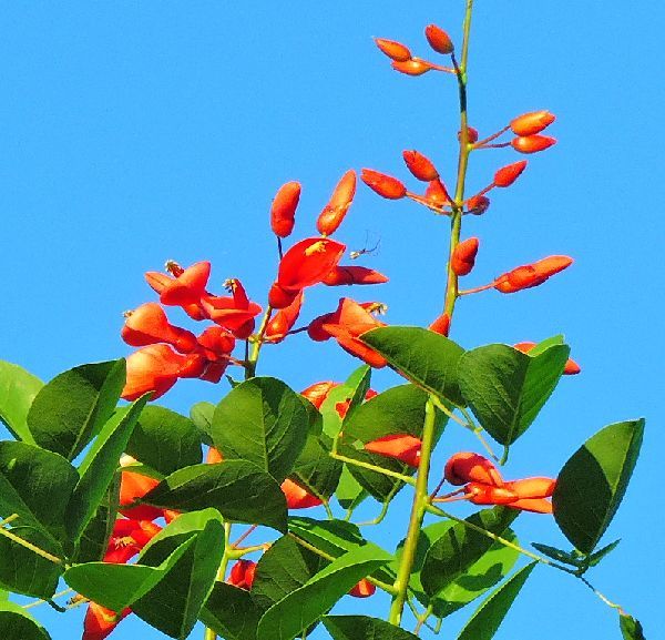 散歩道の花～デイゴ