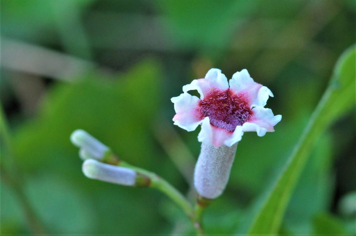 庭に咲く花 7月30日