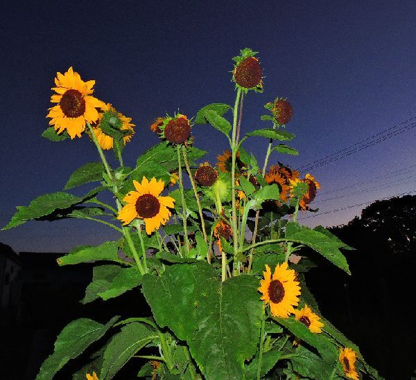 散歩道の花～