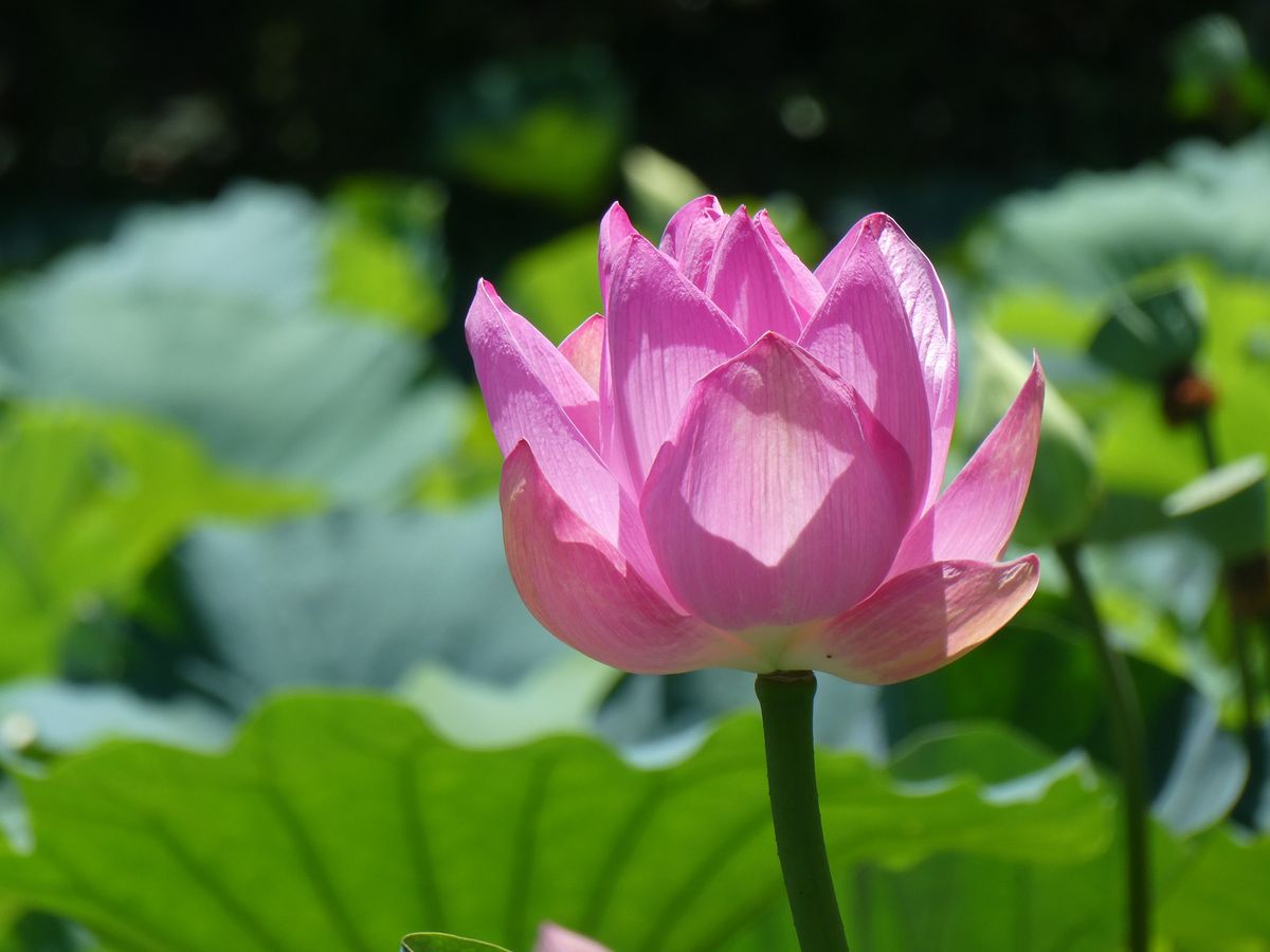 鎌倉の風⑤ ハスの花～カラスウリの花、ぼんぼり祭り