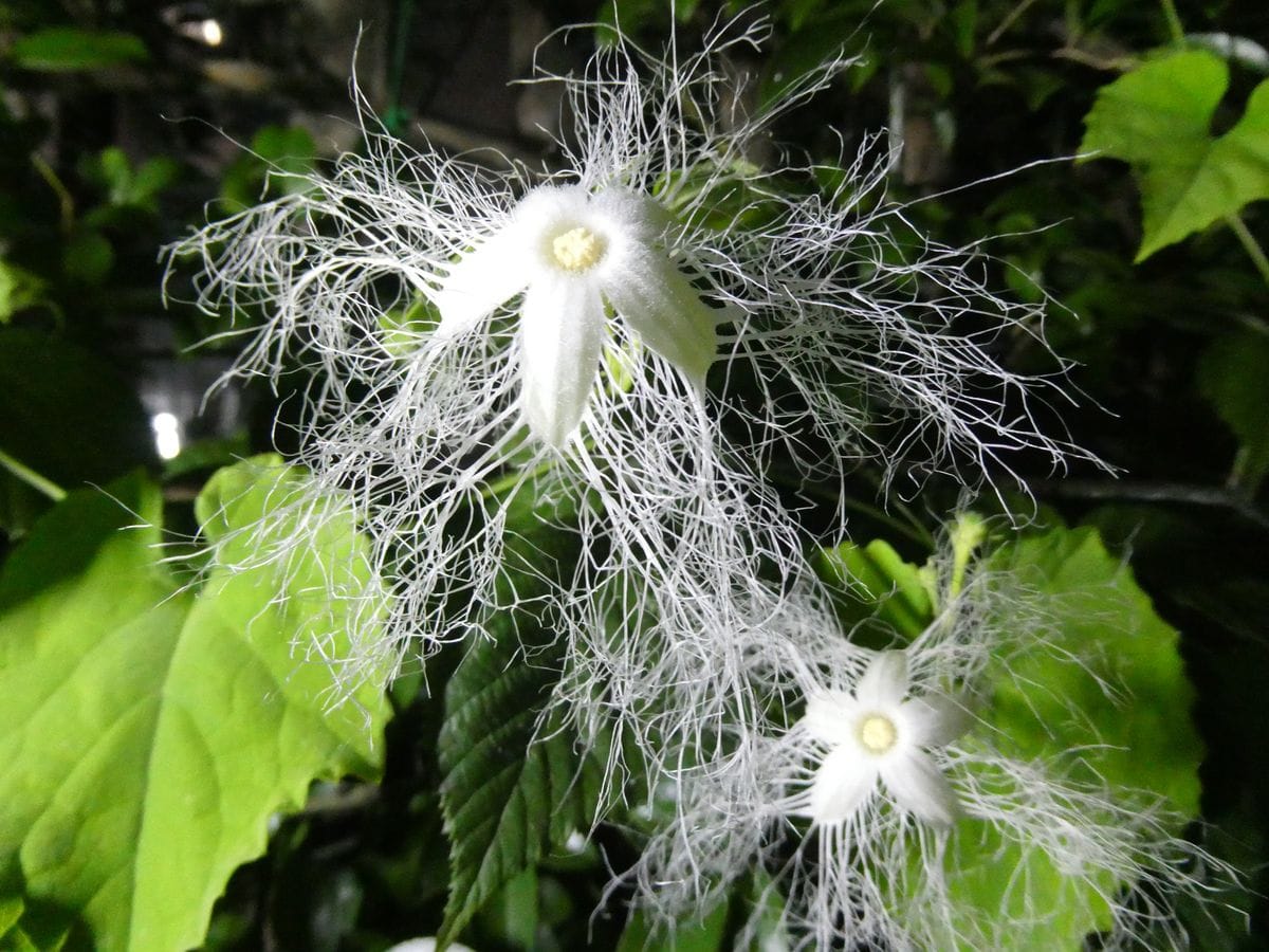 鎌倉の風⑤ ハスの花～カラスウリの花、ぼんぼり祭り